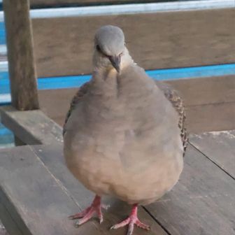 丸々してる鳩さん
肥え過ぎ…(笑)