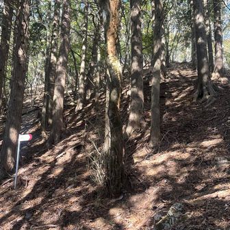 奥宮の裏に回ると権現山への最後の急登