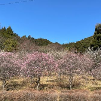 そよ風吹いて気持ち良い多度でした