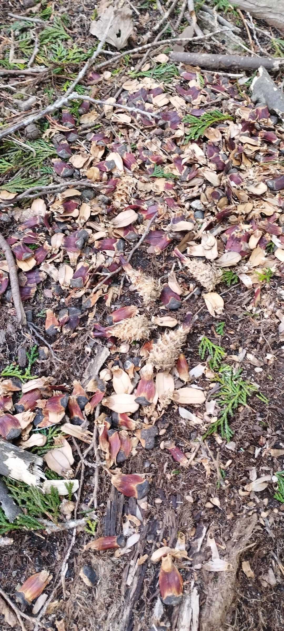 りすさんの餌場
出てきてくれないかなぁ