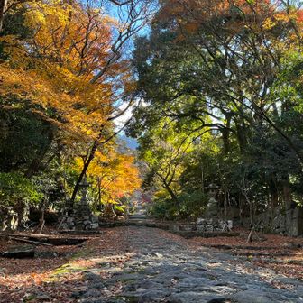 参道の紅葉は終盤🍁