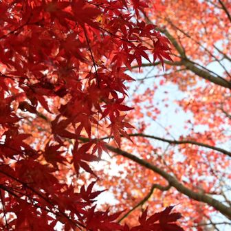 綺麗なもみじ🍁