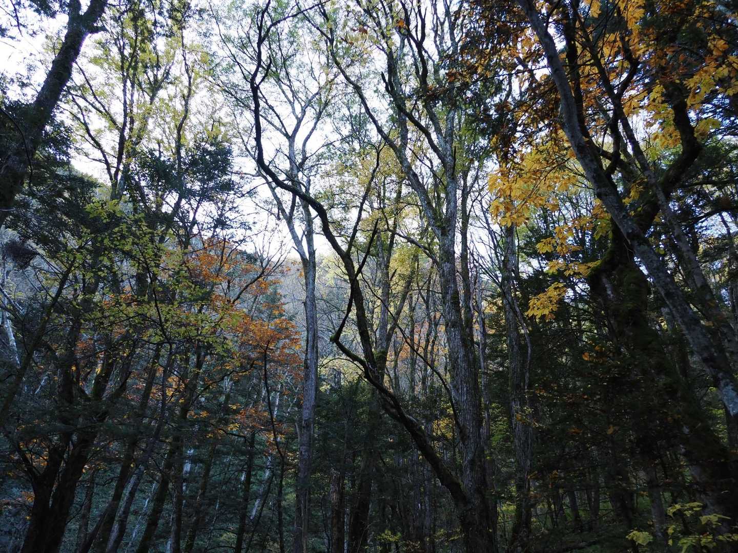 上高地BTからの林道は紅葉見頃です。