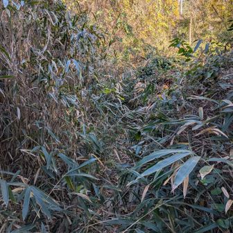 こんな笹薮やが、冬やとべっちょないわ😤