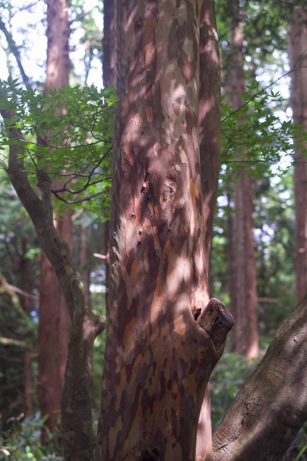 名前忘れちゃったけど
この木の柄すてき。