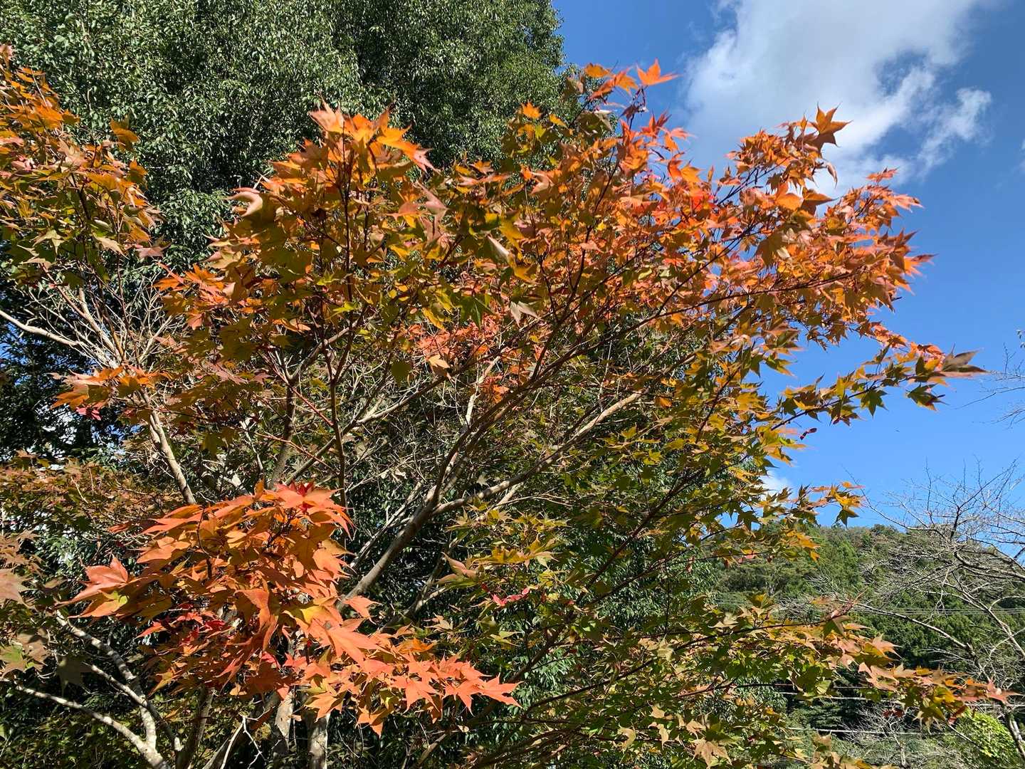 紅葉してた🍁
