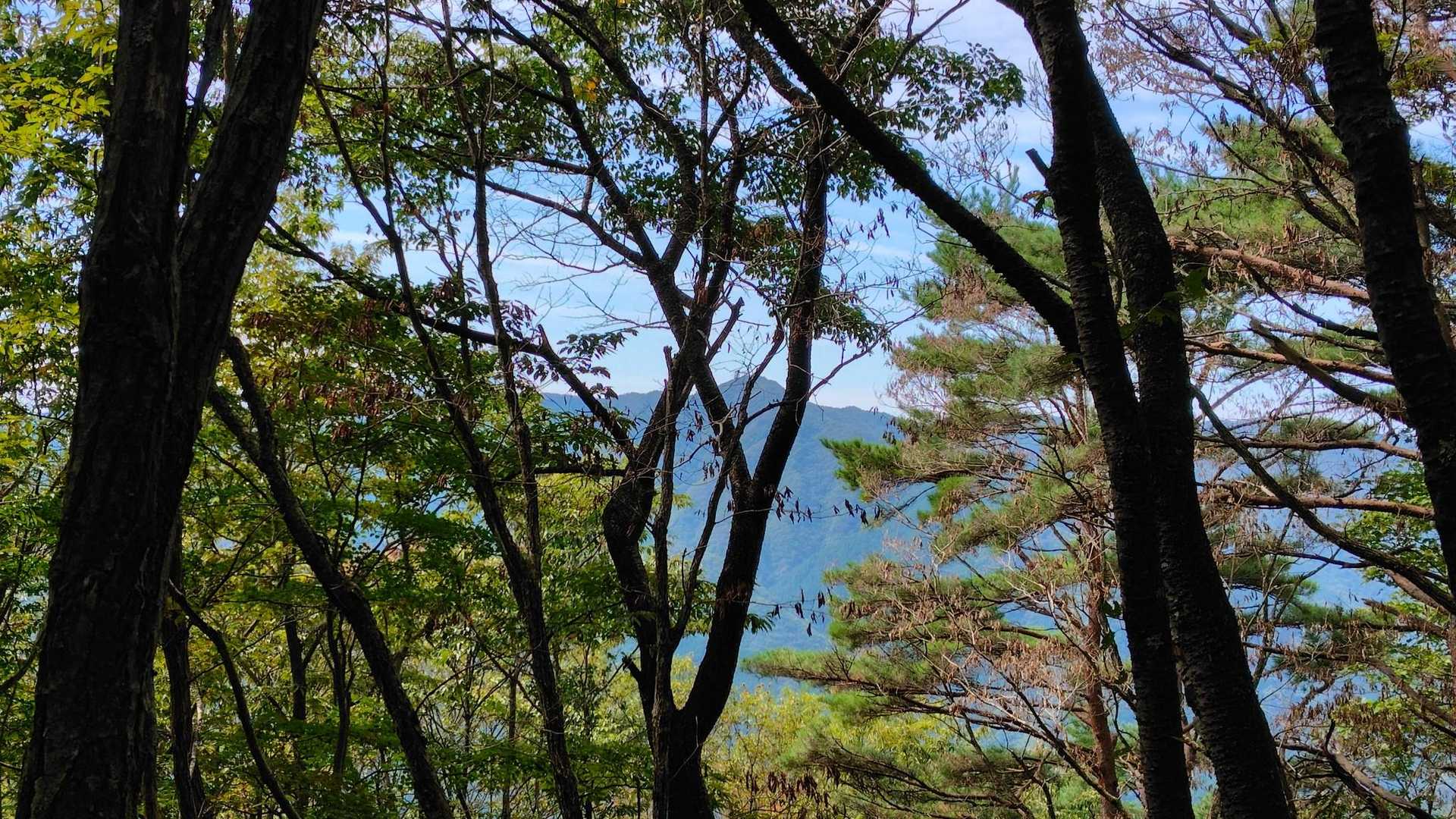 木の間から道志の山
