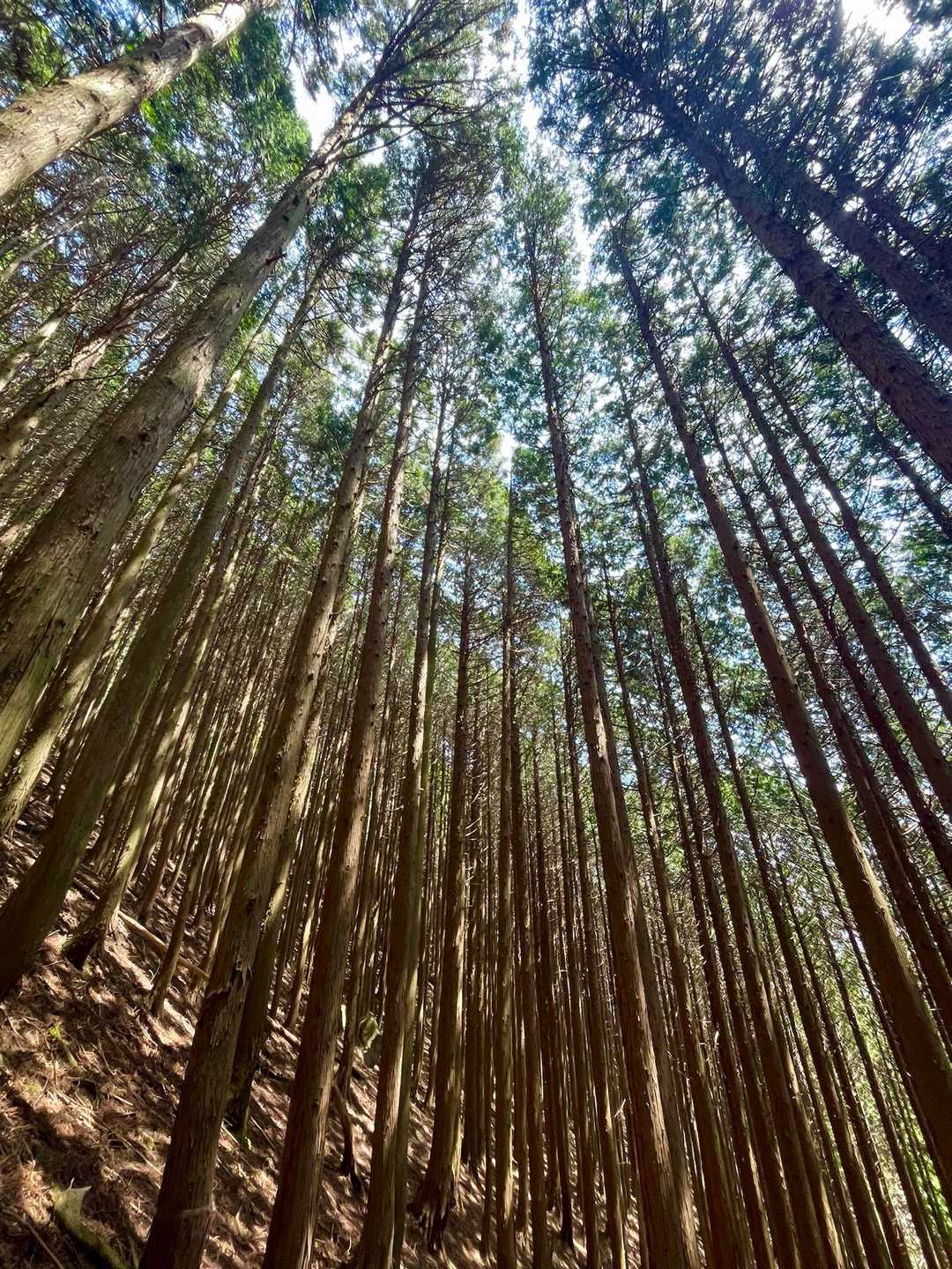 三谷登山口-千ヶ峰-岩座神登山口 周回コースの写真