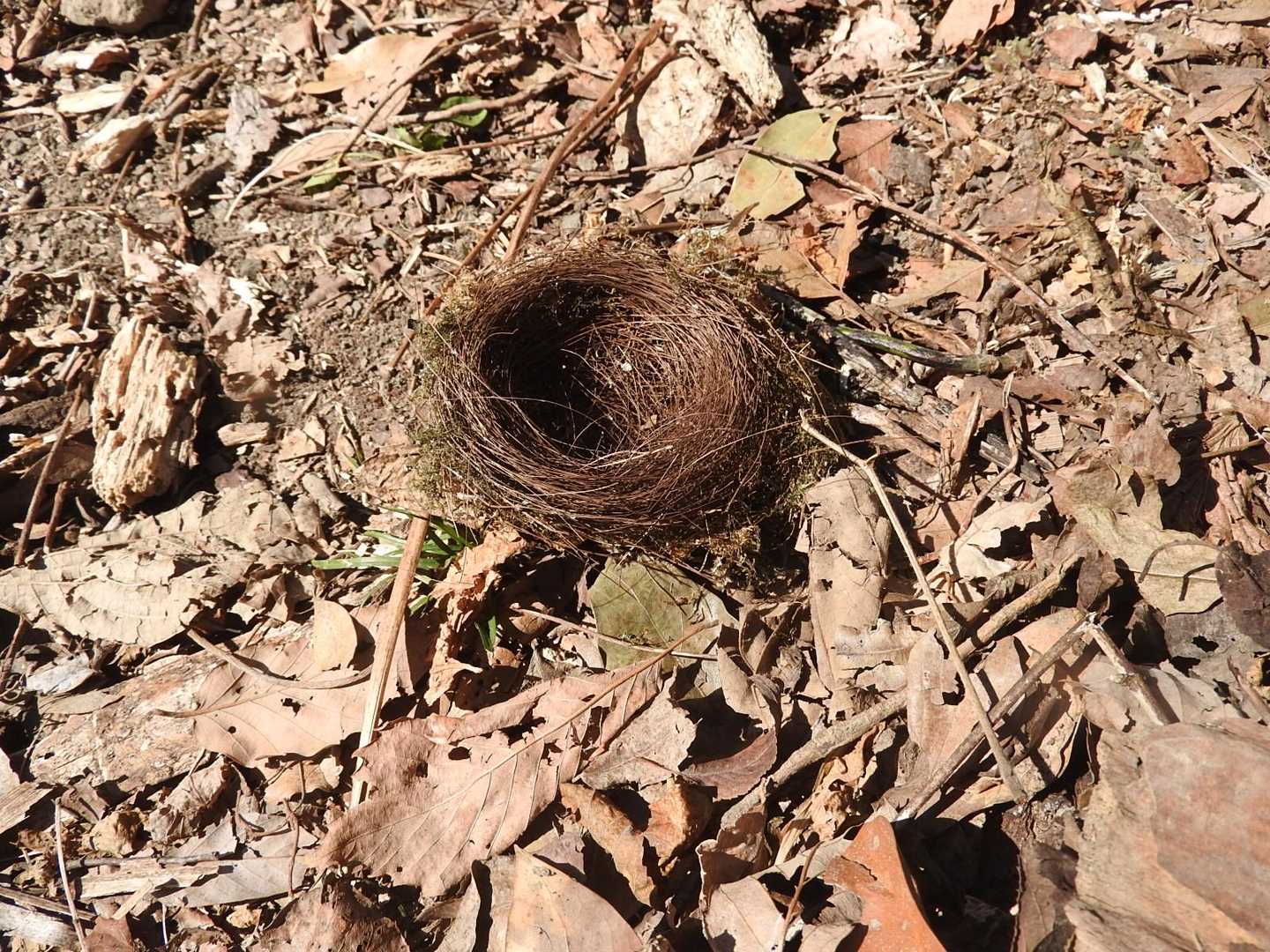 ありゃ、鳥の巣が落ちてる😲