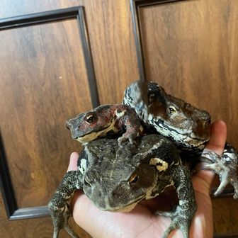 歴戦王のカエル