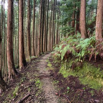 集落あとがあり、石垣　所々あります