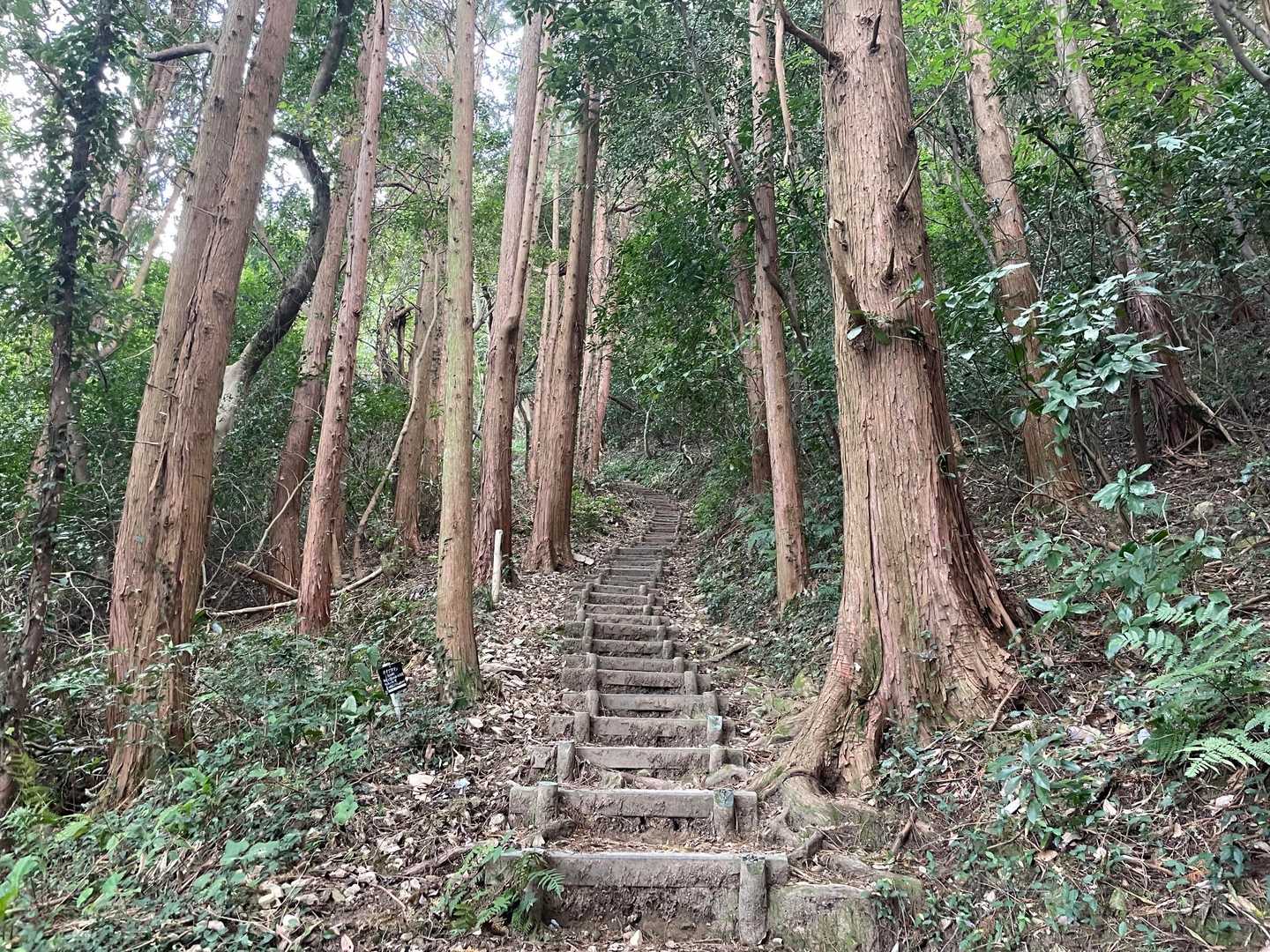 許斐山-王丸西登山口 周回コースの写真