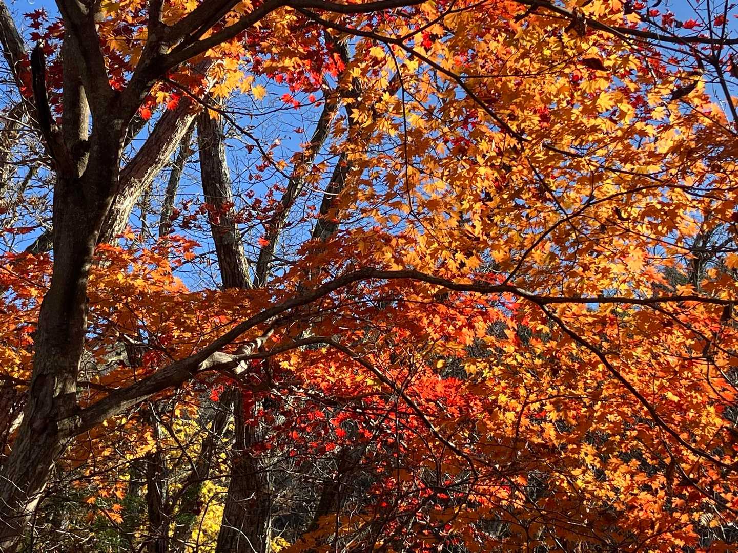 登山口あたりの紅葉がドンピシャ🍁
