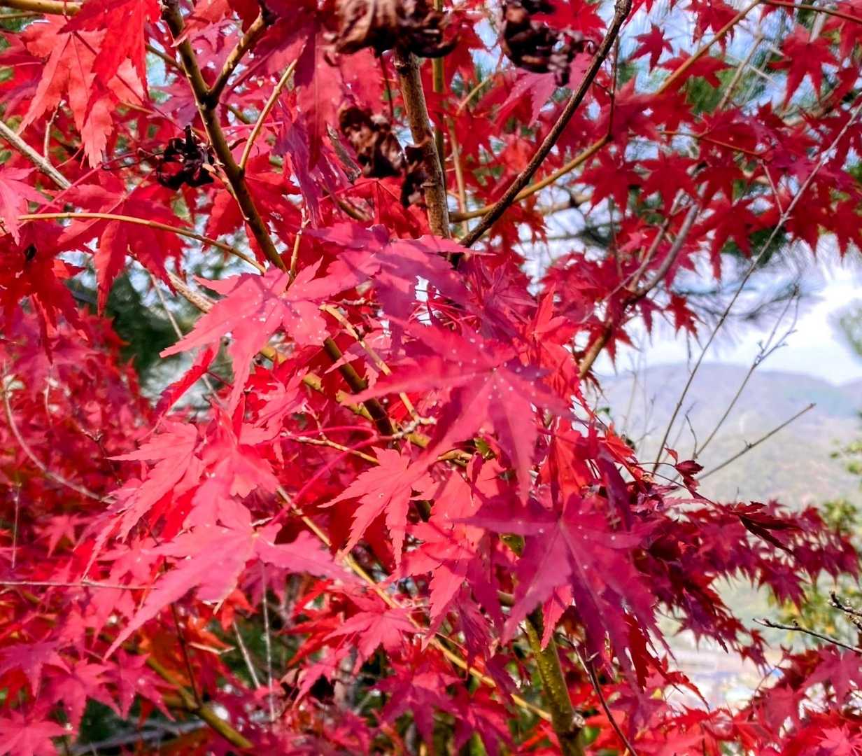 秋道🍁🍁🍁
無事に降りてきました