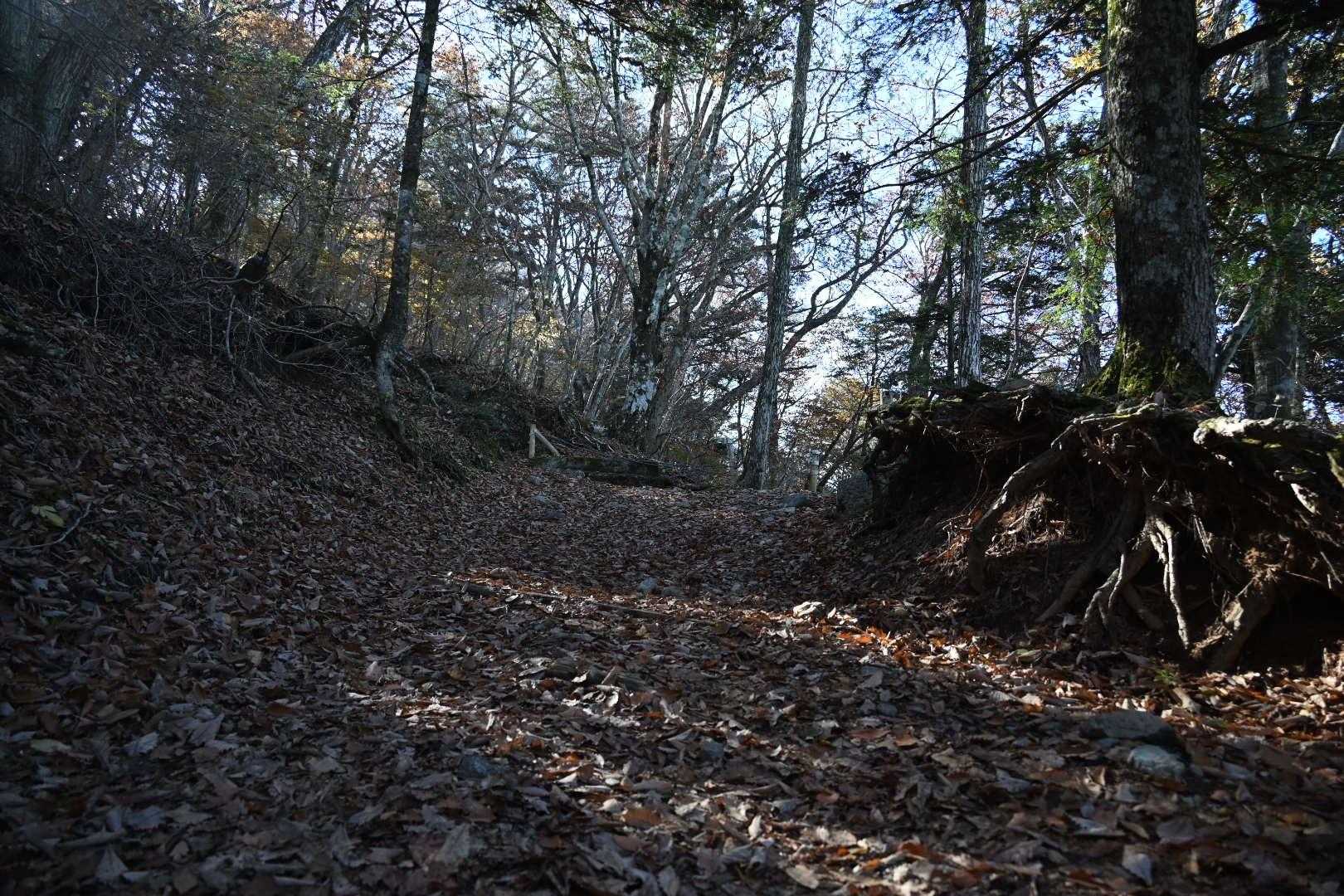 ここら辺にくると紅葉は終わりかけです