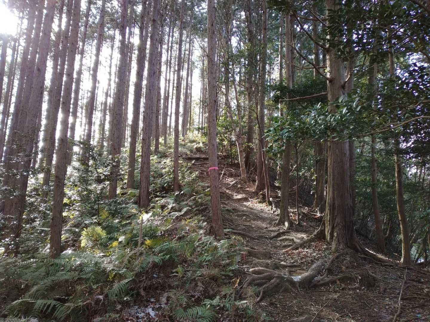 伊勢山上行場入口-大天井 周回コースの写真
