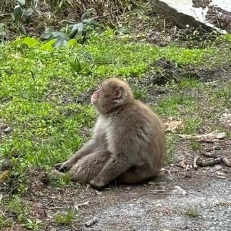 ﾕｽﾞﾌﾟﾝ
