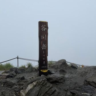 続いてトマの耳👂
