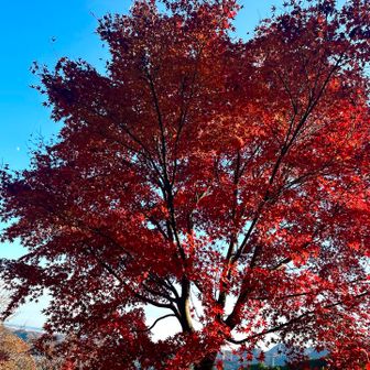 紅葉🍁か？