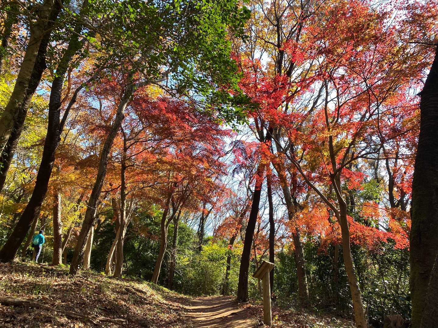 朝日峠ハイキングコース入口-小町山-鬼越山-小町山登山口 周回コースの写真