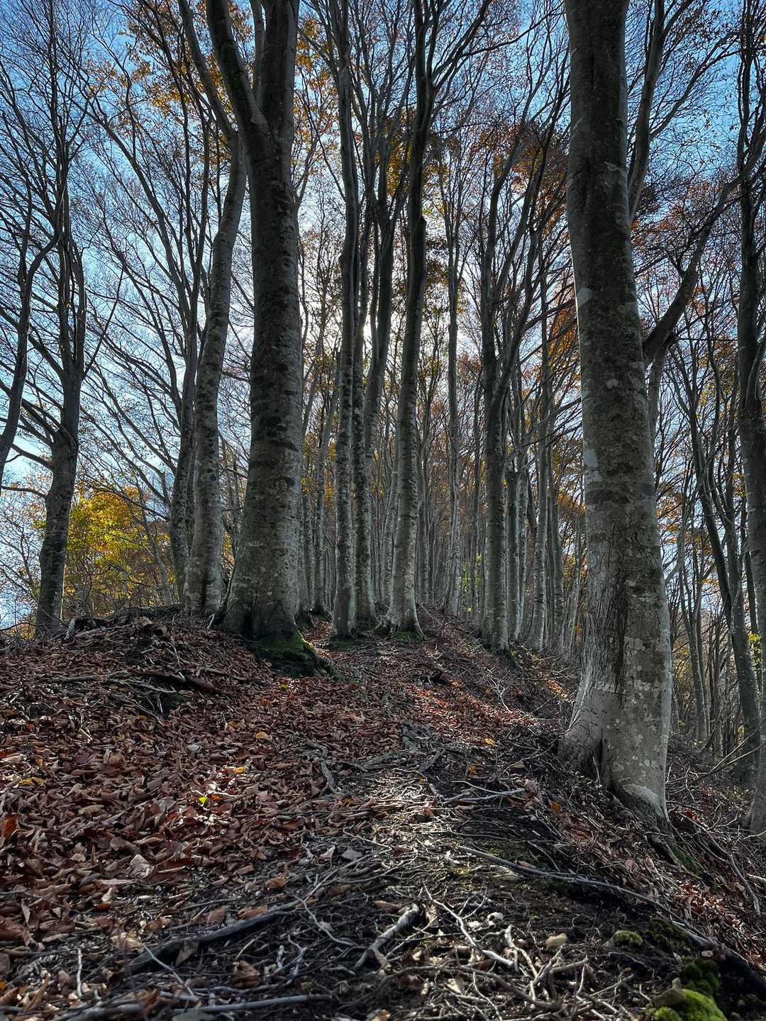 第二登山口-菅谷峠-ホノケ山 往復コースの写真