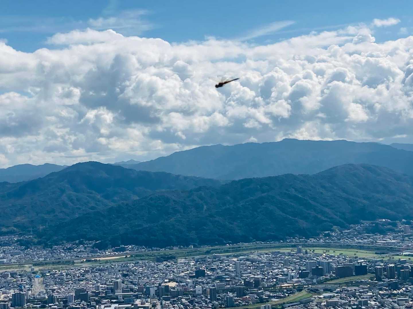 偶然写り込んだトンボ。