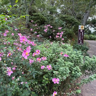 樅木のある展望デッキのほうに行きます🚶‍♀️