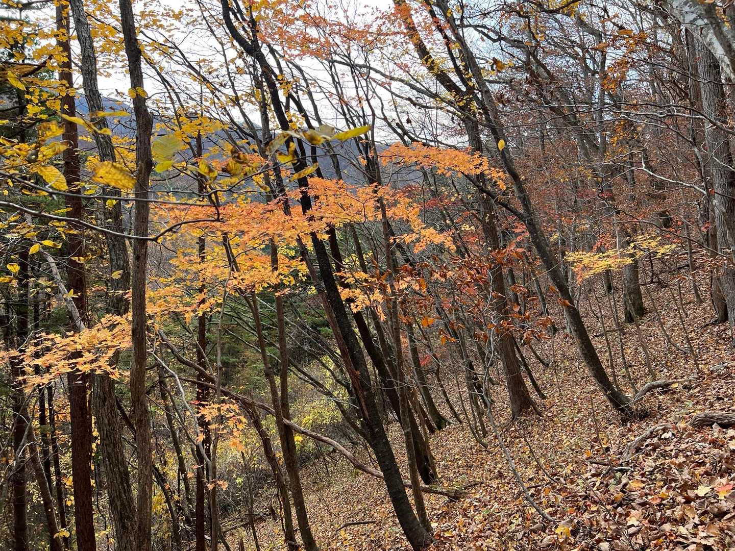 🍁