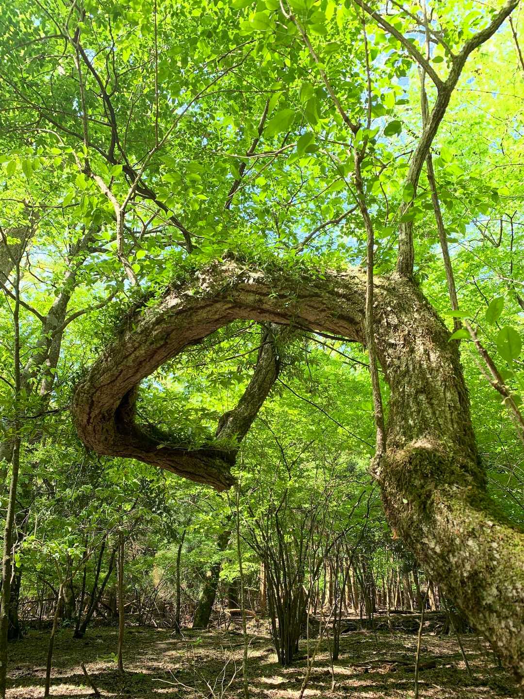「の」