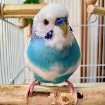 ミミズク