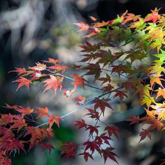 カラフル紅葉