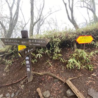 金冷やし
鍋割山に向かいます。