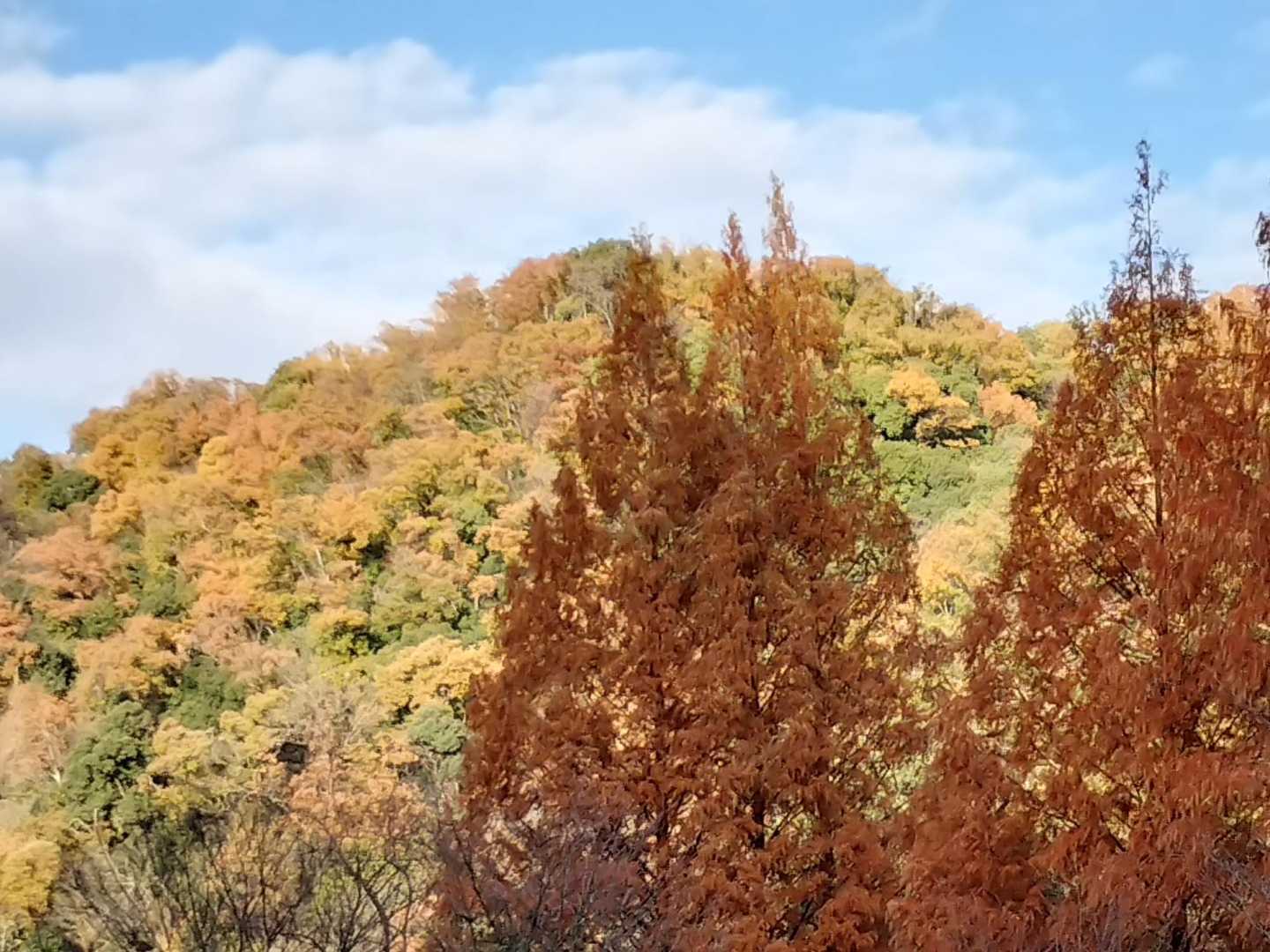 日南山 往復コースの写真