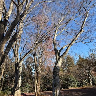 既に紅葉は終わってしまった様です。