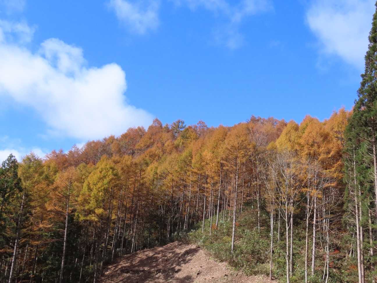 猪臥山 周回コースの写真