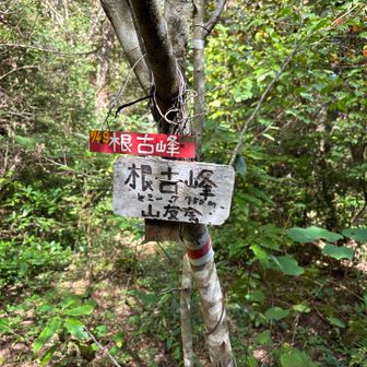 根古峰、眺望はありません