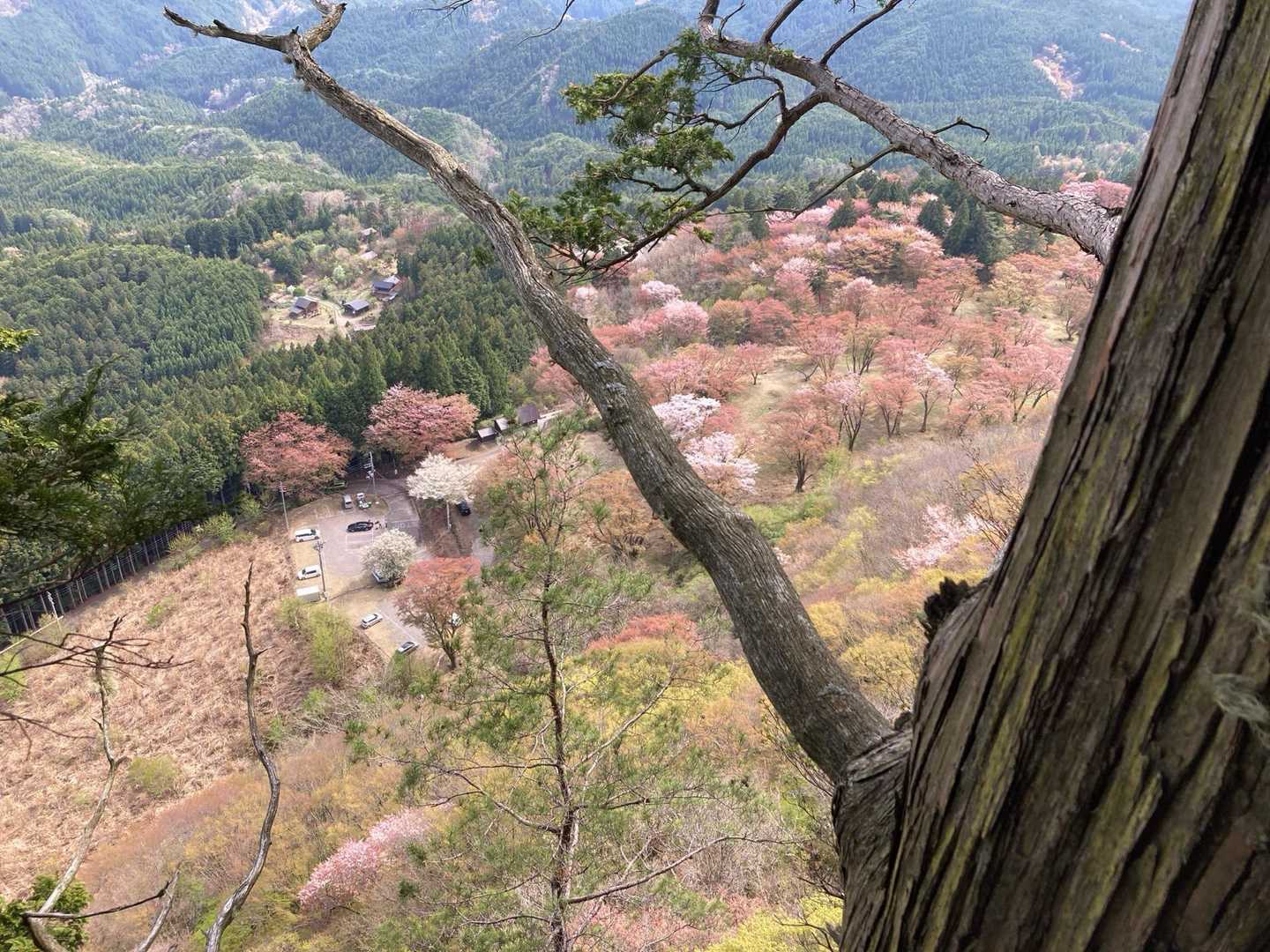 屏風岩の稜線に上がってきました。
サクラの景色がきれいですが下へはスパッと切れ落ちています。要注意