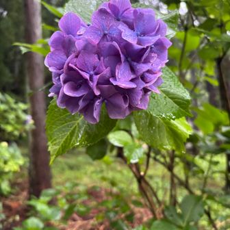 大中寺の紫陽花✨素敵ですね😊