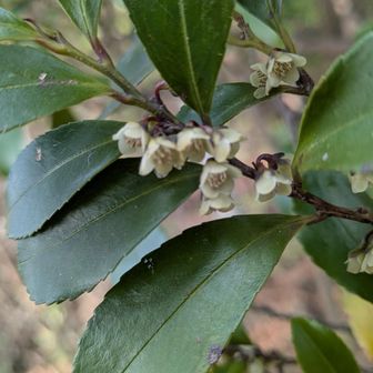 ヒサカキ
香り強いね〜