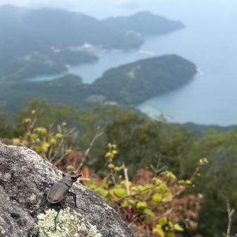 クワガタが海を眺めてました🌊