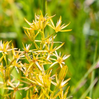 キンコウカ　金光花、金黄花
キンコウカ属