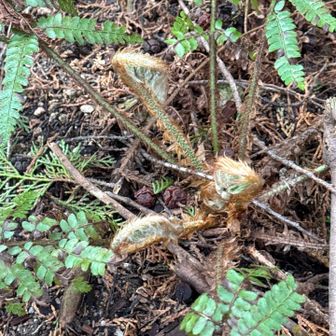 確か食べれた様な
こしらえ方がわからない