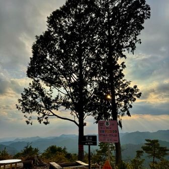 シンボルツリー？