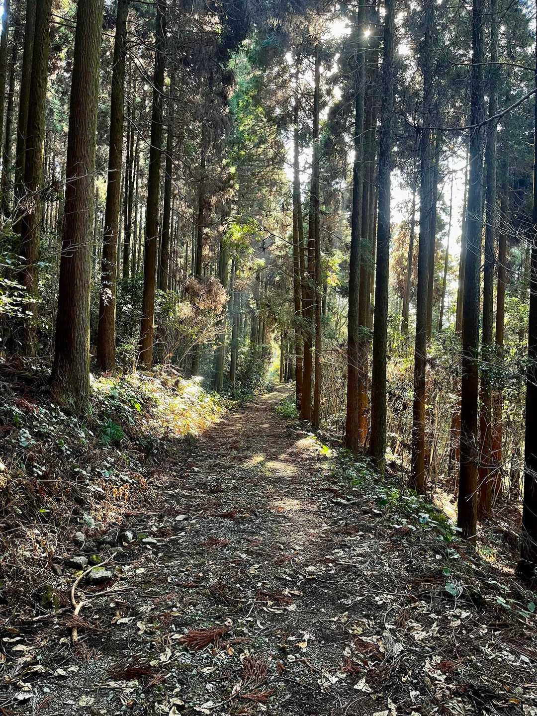 星塚山 周回コースの写真