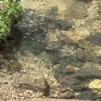 イワナが悠々と泳いでいて、長い間見惚れて脚がとまってしまう