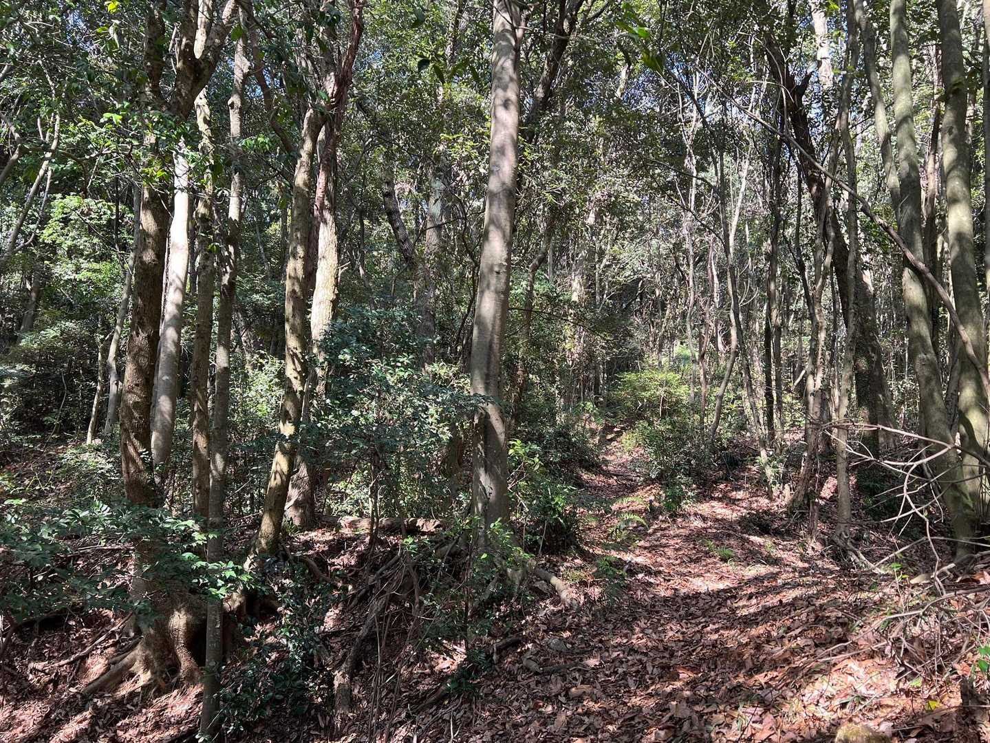 平尾山往復 | 瑞泉寺から始まる、石仏が見守る山歩コースの写真