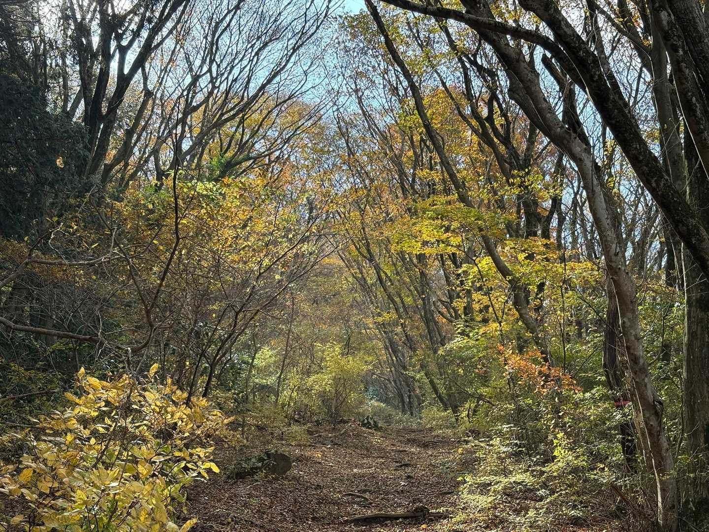 キャンプ場コースは、歩きやすくて大好き！