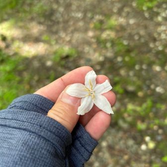 ハクウンボクいっぱい
お疲れ様でした🙌