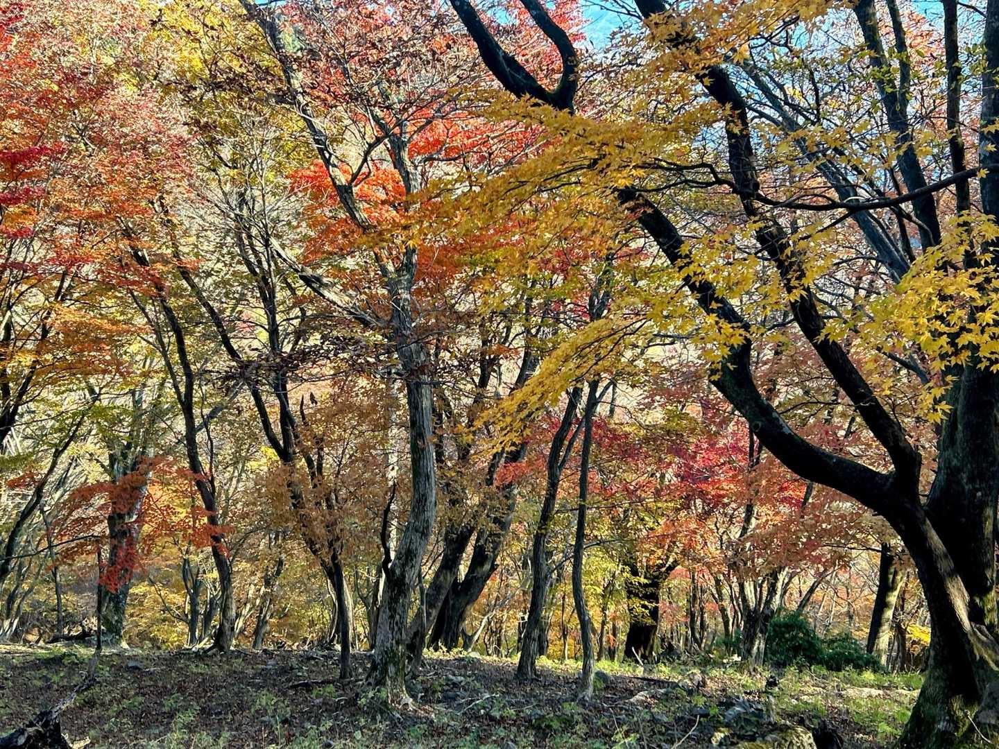 竜ヶ岳 宇賀渓から遠足尾根〜金山尾根周回の写真