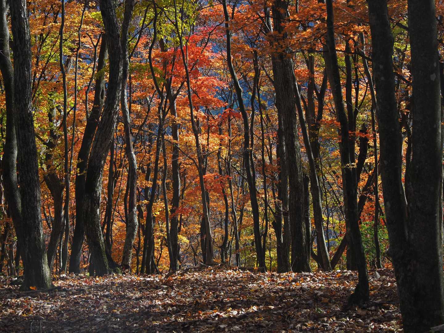 妻坂峠への道も紅葉盛り盛り🍁